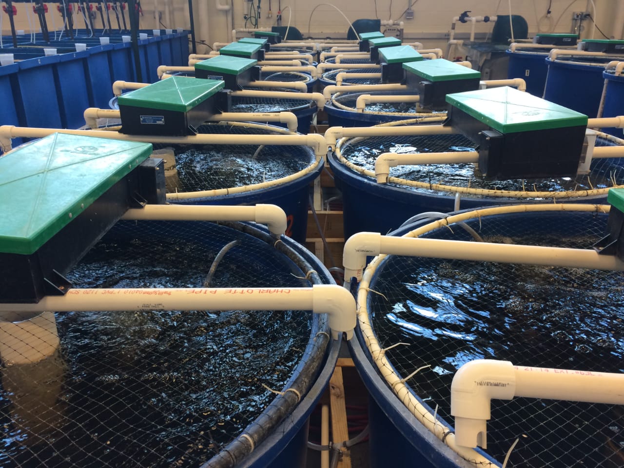 Hatchery system development and research